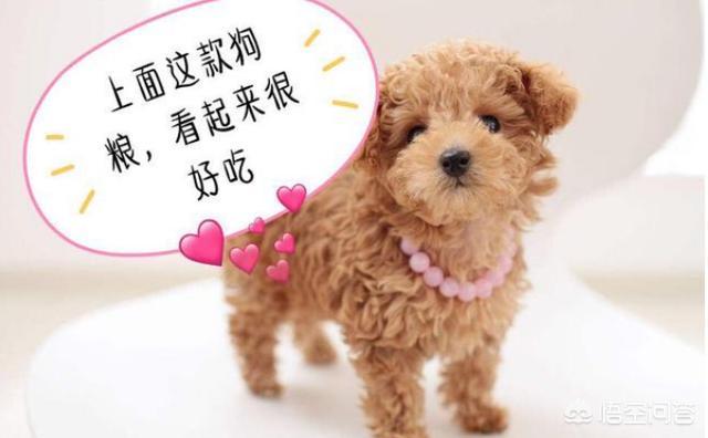 白色泰迪犬图片:一只纯种泰迪需要多少钱？