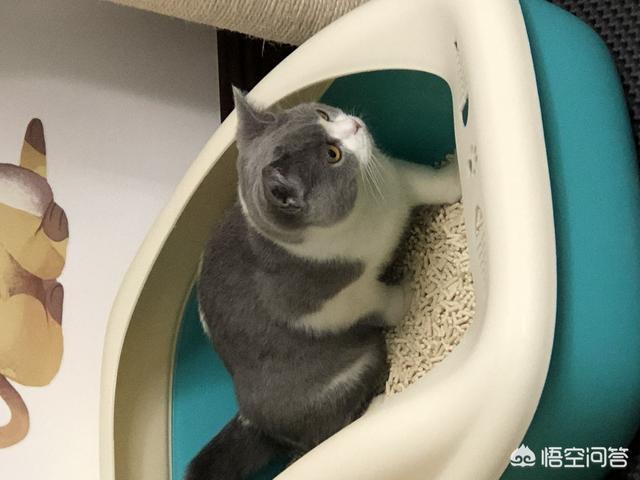 猫有必要打弓形虫疫苗吗:听说猫身上有弓形虫，饲养者会被传染吗？