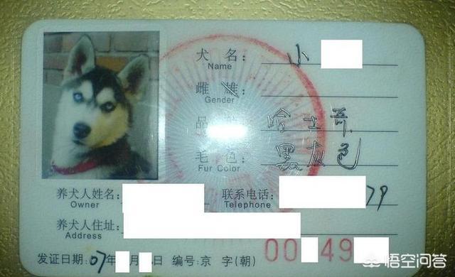 广州养狗要登记吗:如何给自家狗狗办理狗证？