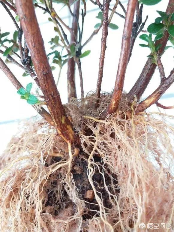 网上买的杜鹃花有毒吗:网上买杜鹃花的小苗靠谱吗？买回来以后应该怎么养护？