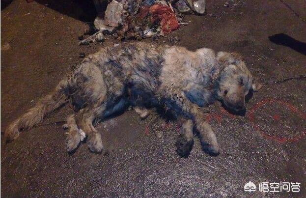 郑州宠物狗遗体:宠物猫去世了，我怎么办？