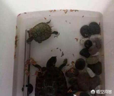 刚买银龙鱼不吃食怎么办:刚买的巴西龟不吃东西是什么原因？