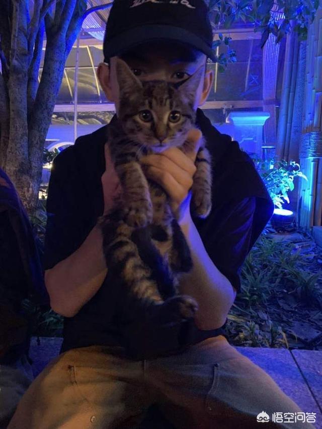 58同城宠物猫免费领养兰州:如何为流浪猫找靠谱领养？