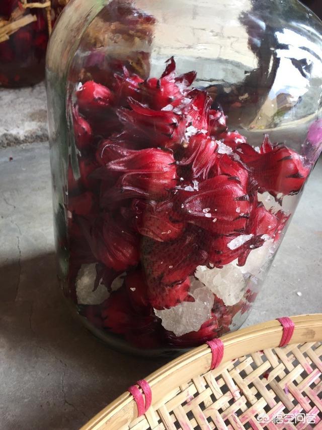 头条问答 - 用农村叫做"红桃k"的植物泡酒有什么功效?你如何评价?