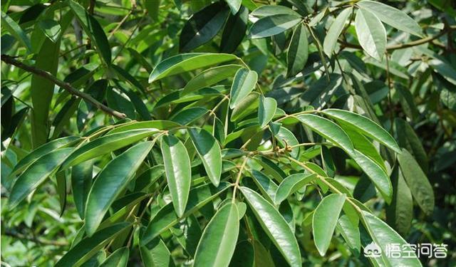 头条问答 黄花梨树结梨吗 文坛木匠的回答 0赞