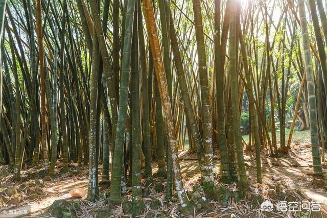 庭院里的竹子根长的太厉害到处都是该怎么办