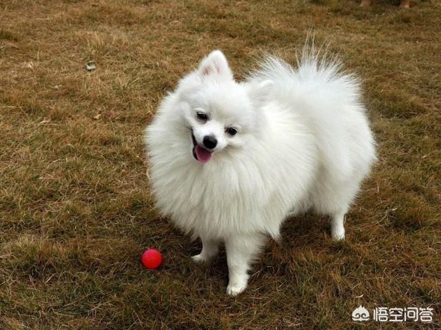 博美犬性格:到底是什么让你放弃饲养博美犬？