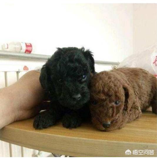 白色泰迪犬图片:一只纯种泰迪需要多少钱？