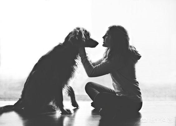 郑州宠物狗遗体:宠物猫去世了，我怎么办？