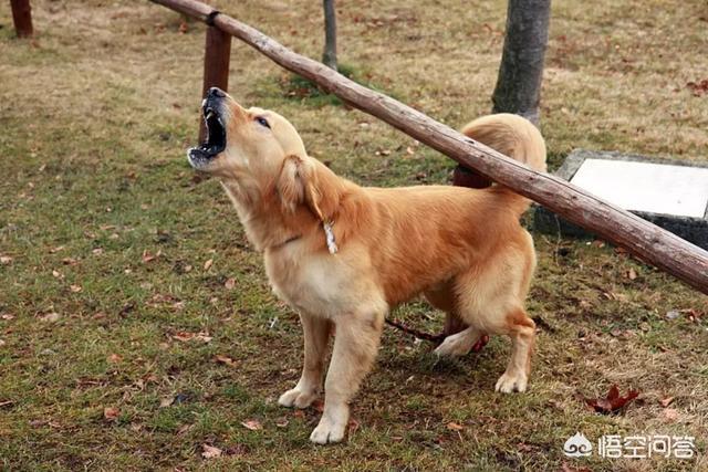 东非猎犬生病怎么办:狗狗发出气响的声音是怎么回事？