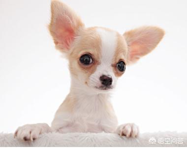 骑士查理王猎犬2020年新款:适合城市里养的狗狗有哪些？能否推荐下？
