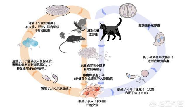 狗弓形虫病的症状:狗吃猫屎会感染弓形虫吗？