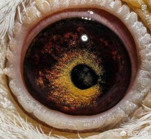 信鸽眼砂怎么看:中国老品种鸽子吴淞与李鸟有哪几种眼沙呢？