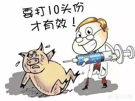 猪的防疫疫苗种类:猪的圆环疫苗可以免疫猪的哪些疫病？