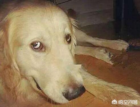 2020金毛犬吧:金毛犬蠢不蠢？有哪些表现说明它很蠢？