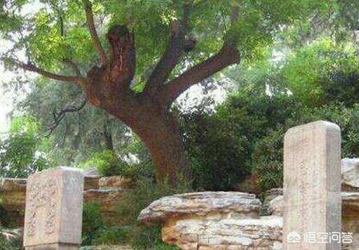 民国古宅灵异事件:历史上吊死崇祯皇帝“歪脖子树”，现如今还在原地吗？