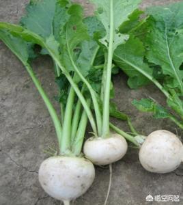 秦始皇时代的人们都吃些什么？主食蔬菜是如何烹饪的？插图40