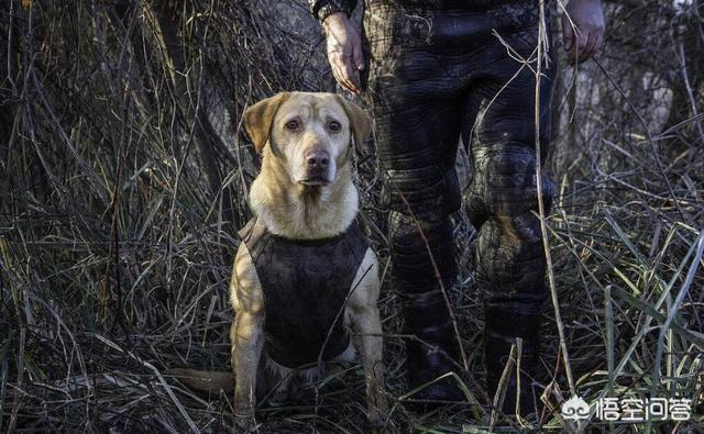 德国笃宾犬帅气:德国杜宾犬长大后凶不凶 那些品种的狗狗，最受警界欢迎？