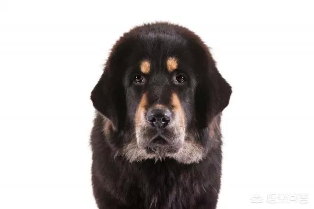 大头狗壁纸:中华田园犬升级为中国唐狗，对此你怎么看？