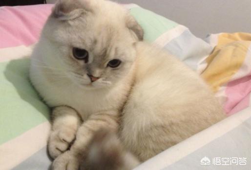 银折耳猫为什么不能养:折耳猫真的活不过两年吗？