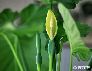 滴水观音图片:滴水观音是不是有毒？是不是不适合在卧室摆放？