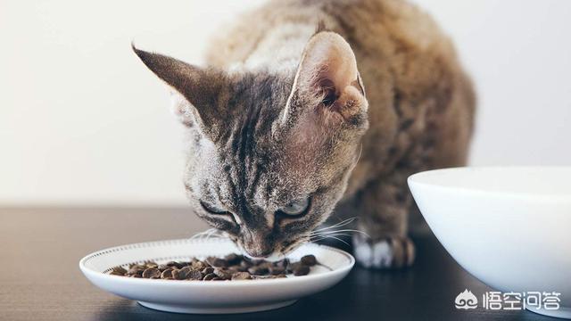 魔球冻干猫粮:有冻干的猫粮是不是很贵？