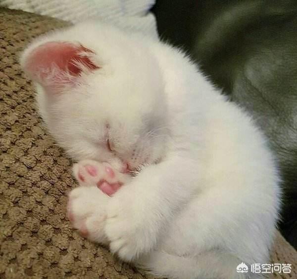 猫咪放屁拉稀带血:猫咪大便带血清晨呕吐为什么？