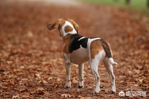 玉山比格犬论坛:比格狗狗的毛发怎样做才能发亮？