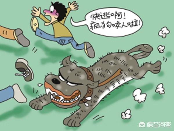 永安里现疯狗咬人素材:农村流浪狗成群，为何不像城里那样，发生宠物狗伤人事件？