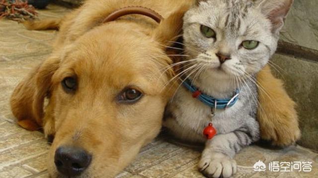 当猫爱上狗在哪里看:猫咪和狗狗你更喜欢哪一种宠物呢？ 当狗爱上猫在线观看