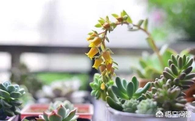 多肉会开花吗？你见过开花的多肉吗？