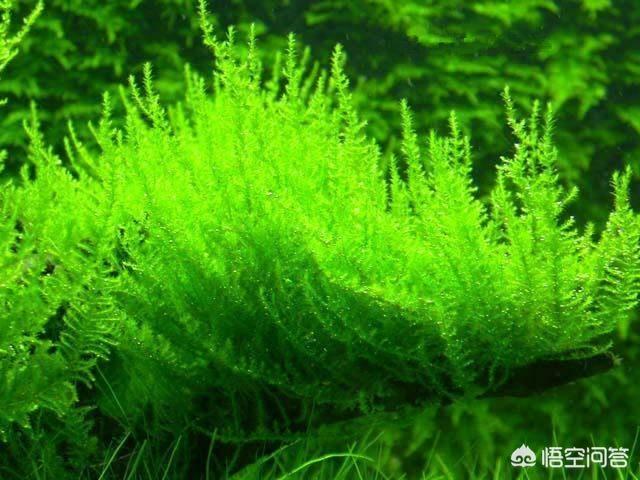 水草种类:新手养殖孔雀鱼时应该种什么水草？