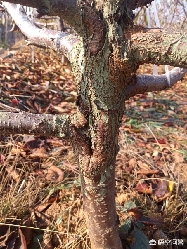 樱桃树干留焦十大名狗怎么治:樱桃树天牛怎么治疗 种植樱桃如何预防流胶病？