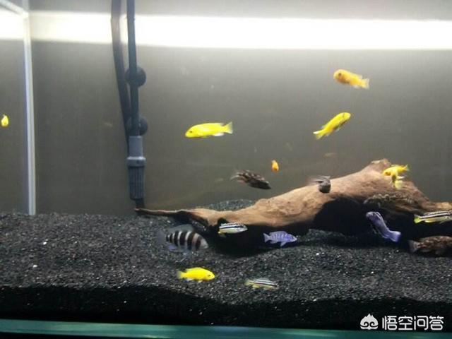 银屏灯鱼和绿虎皮:1.5米鱼缸适合养什么品种的小鱼？