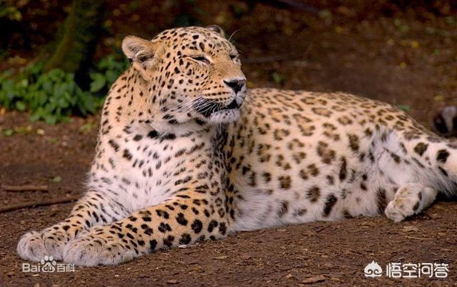 蓝眼皇冠豹:黑豹、雪豹、猎豹、远东豹、花豹和波斯豹的强弱排名是怎样的？