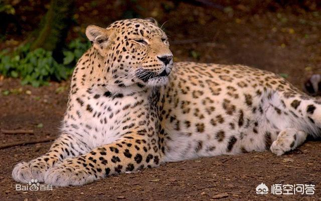 非洲豹溜冰鞋:黑豹、雪豹、猎豹、远东豹、花豹和波斯豹的强弱排名是怎样的？