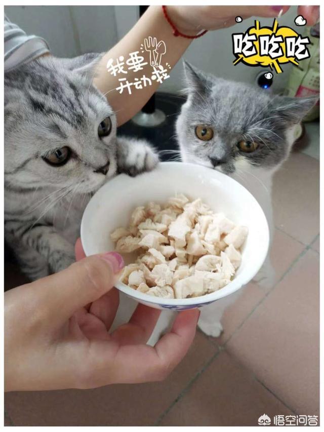猫癣麻辣洗多久洗一次:猫藓洗药浴几次能好，猫咪猫癣要洗很多次药浴吗？