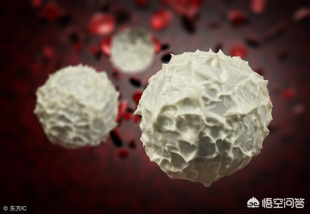 头条问答 - 白细胞低的原因是什么?有什么危害?(62个回答)