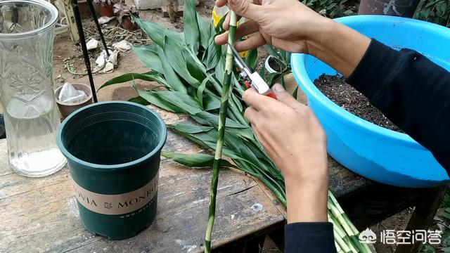 家里富贵竹的种植方法:富贵竹能扦插吗？富贵竹怎么繁殖？