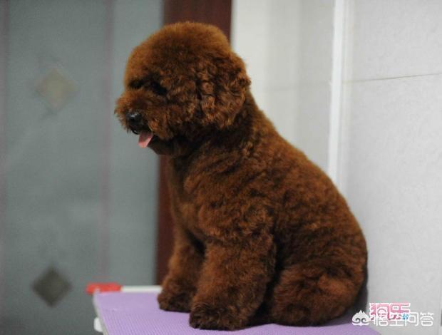 细狗:八个月的金毛腰部有点细怎么办？