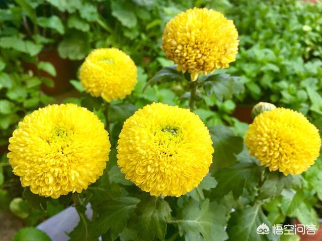 黑心菊种子种植方法:乒乓菊可以用种子种植吗？