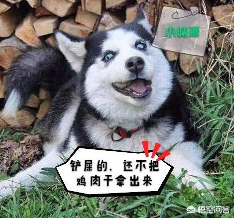 单身养狗的女人不能娶什么意思:为什么大多单身女人都喜欢养大型犬？