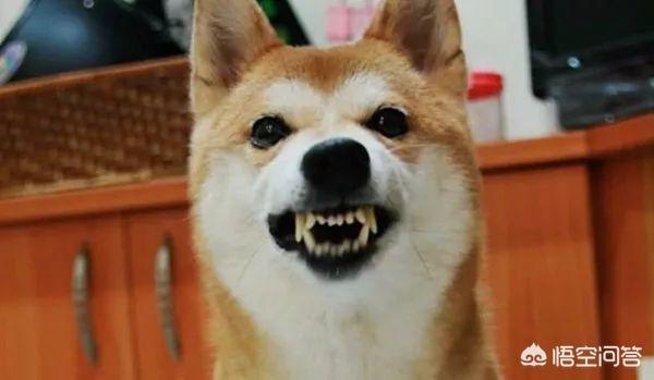 东非猎犬生病怎么办:狗狗发出气响的声音是怎么回事？