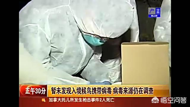 h7n9禽流感候鸟迁徙:乱捕乱食候鸟，会不会有感染上禽流感的风险？