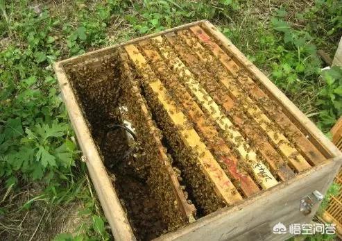 没有蜜蜂水果会消失吗，都说水果和蜂蜜有益健康，为何还要限量或禁食