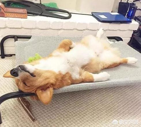 如何训练柯基幼犬:柯基犬几个月才能过尴尬期，日常饲养需要注意这2点？