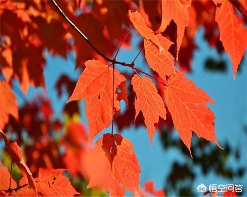 头条问答 红叶树有哪些种类呢 怎样种好红叶树 葡萄酒专业品鉴达人的回答 0赞