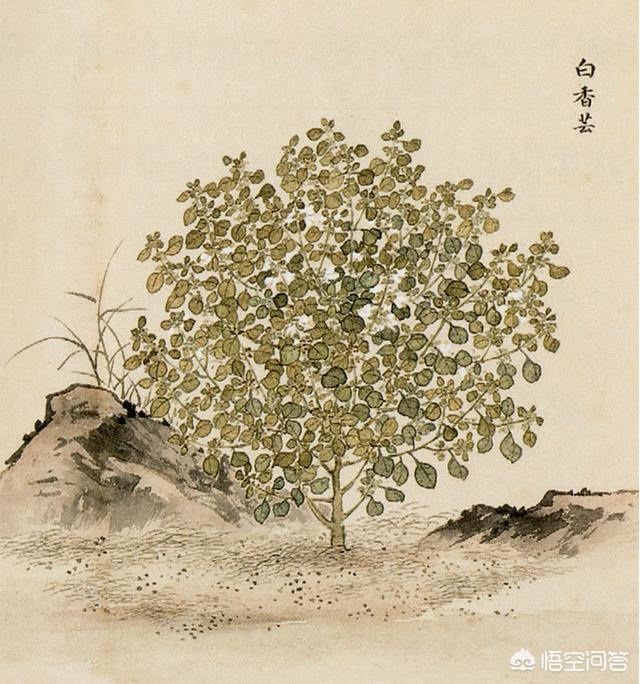 周香芸:怎么评价影视剧《鬓边不是海棠花》？