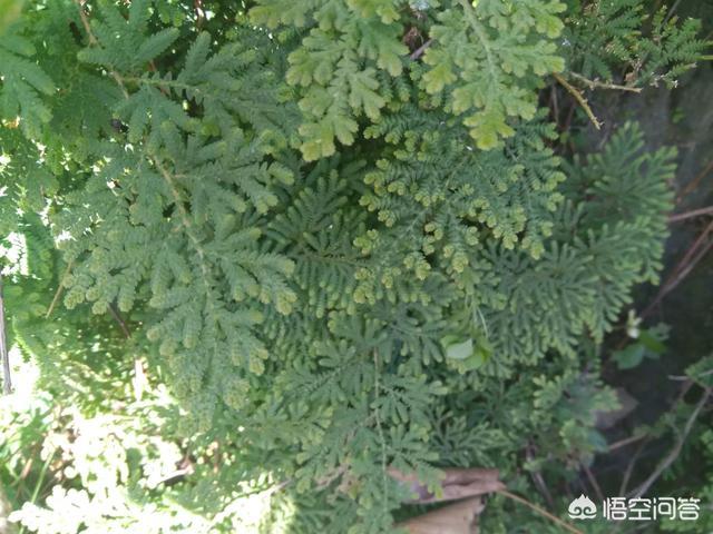 长芒杜英果功效:中药卷柏有哪些形态特征和功效？