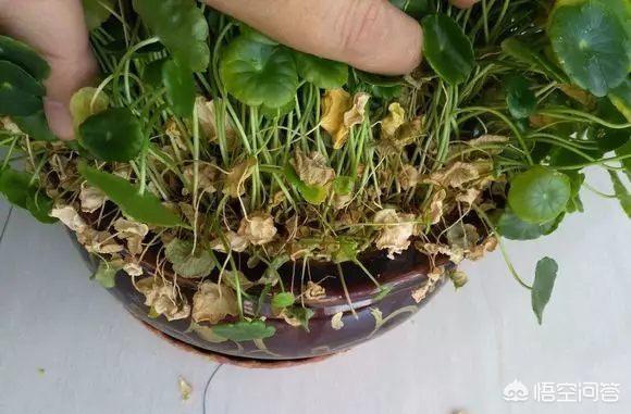 铜钱,铜钱草长不出来，这是怎么回事？